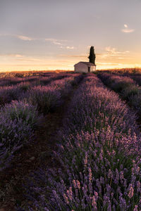 Scenic view of lavender field against sky during sunset