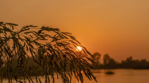 Silhouette plants against romantic sky at sunset