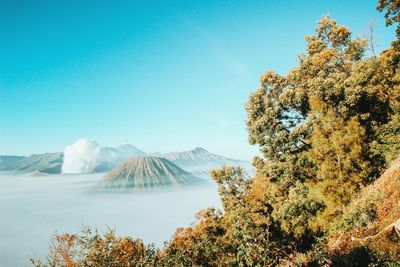View of trees with mountain in background
