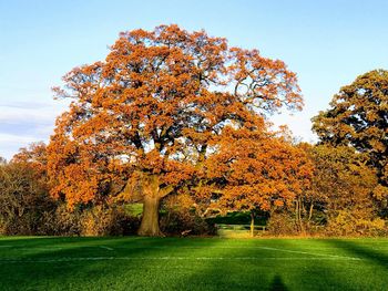 Trees on field against sky during autumn