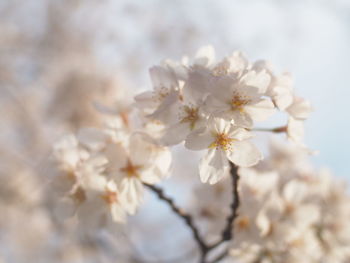 Close-up of white cherry blossoms
