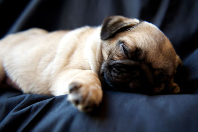 High angle view of pug puppy relaxing on bed at home