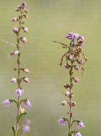 Close-up of insect on pink flowers