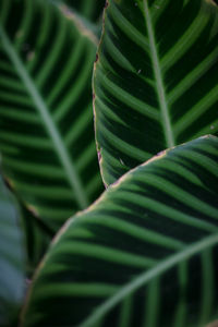 Close-up of palm leaves