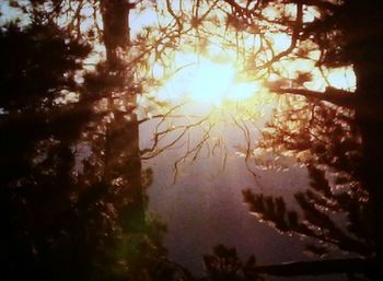 Low angle view of sunlight streaming through trees in forest