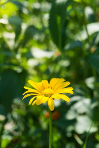 Close-up of yellow flower blooming outdoors