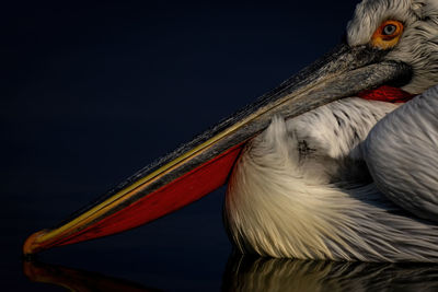 Close-up of dalmatian pelican beak on water