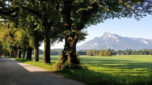 Trees on field by road