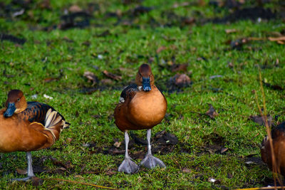 View of birds on land