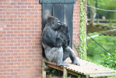 Monkey sitting on wall