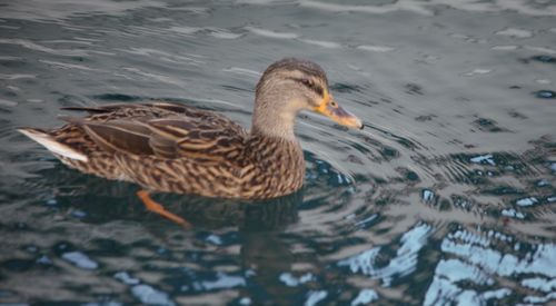 High angle view of duck swimming in lake