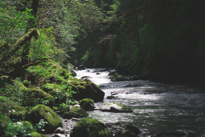 Scenic view of waterfall in forest