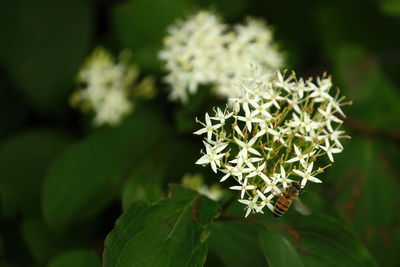 Close up of a blooming dogwood with a bee