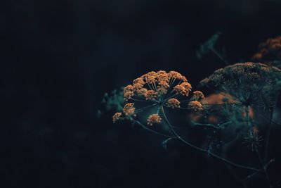 Close-up of wilted flower against black background