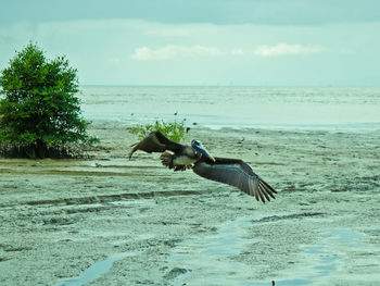 View of bird flying over sea against sky