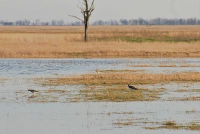 Bird perching on lake