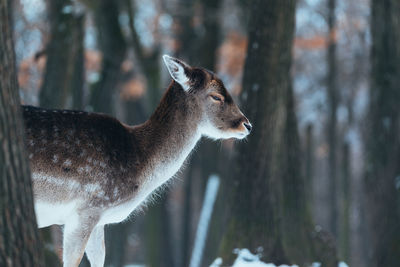 Side view of deer standing on tree trunk