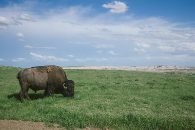 View of sheep on field