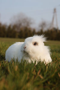 White, fluffy bunny laying on the grass