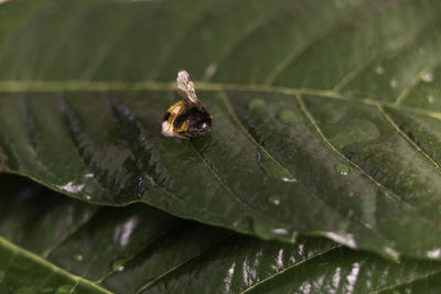 Close-up of insect on wet leaf