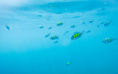 Fish swimming in sea