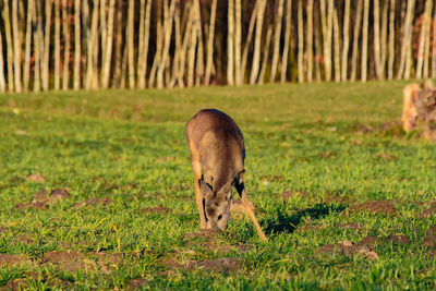 View of a horse on field