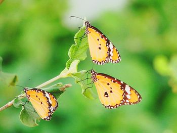 Butterfly perching on leaf