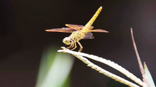 Close-up of insect on flower