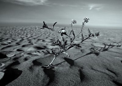 Dead tree against sky