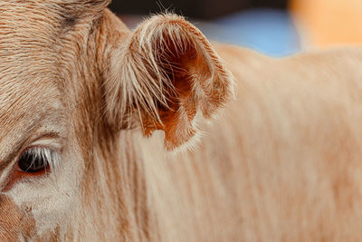 Close-up of cow