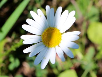 Close-up of white daisy blooming outdoors