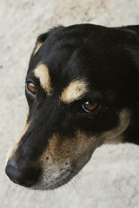 Close-up of dog looking away