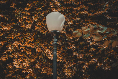 Close-up of illuminated street light on field against sky