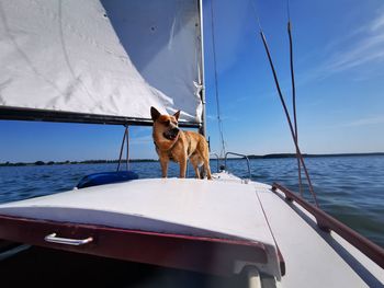 View of a dog on boat in sea