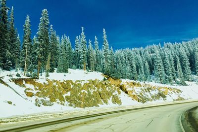 Pine trees on snow covered land against sky