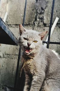 Close-up portrait of a cat