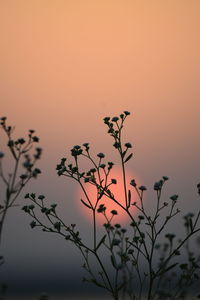 Low angle view of silhouette plant against sky during sunset