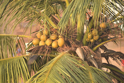 Close-up of coconut palm tree