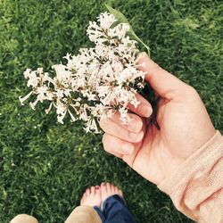 Cropped image of hand holding plant