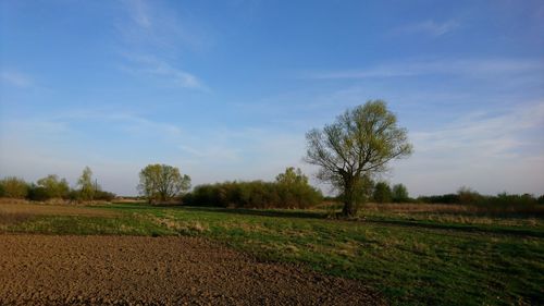 Scenic view of agricultural field against sky