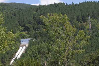 High angle view of plants and trees in forest