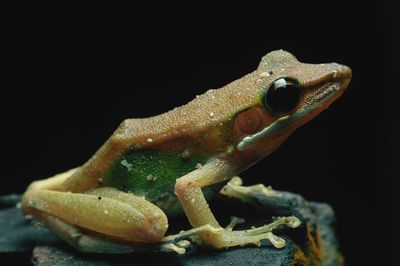 Close-up of lizard on black background