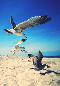 Seagulls flying over beach against sky