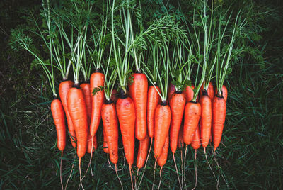 carrot