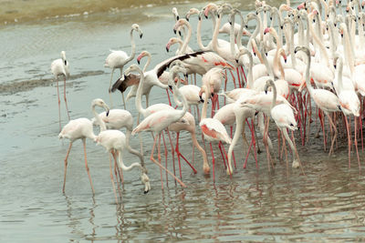 Flock of birds in lake