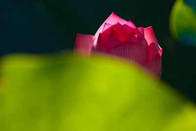 Close-up of pink flower