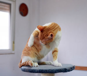 Cat sitting on floor