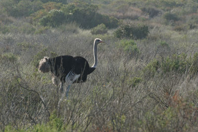 View of bird on field