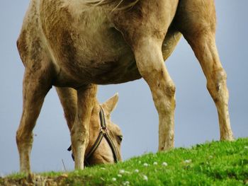 Horse grazing in a field