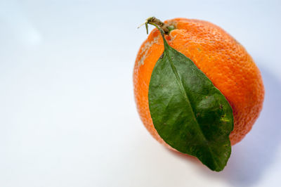 Close-up of orange fruit against white background